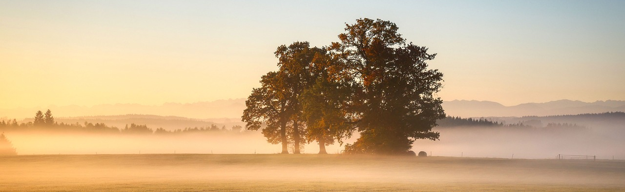 Landschaft mit Bäumen